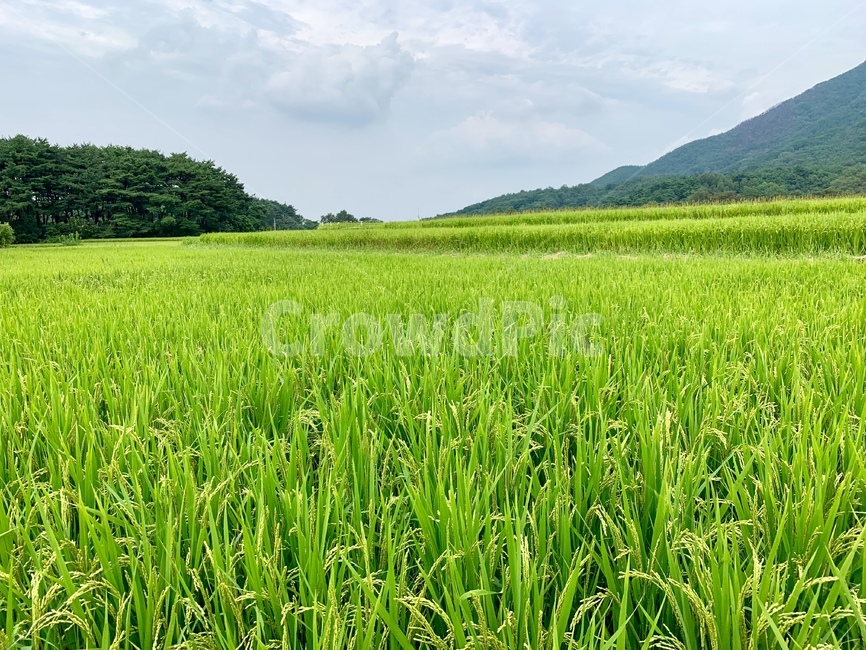 field,grassland,outdoors,옥외,nature,자연,논,벼,산,밭,들,시골,농촌,픙경,산업,industry,industrial,농업,농사,agriculture,farming,farming industry