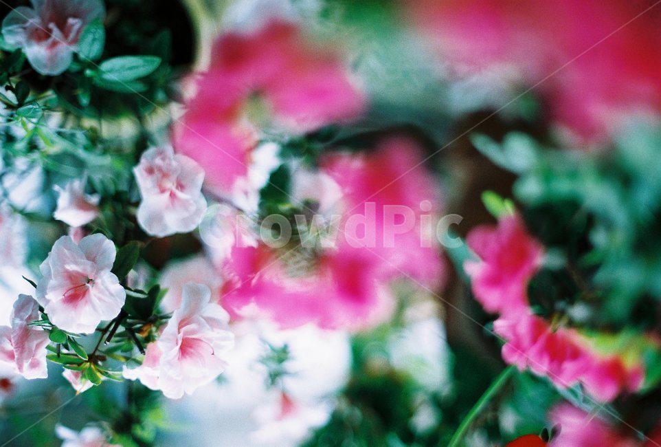 봄꽃,진달래,진달래꽃,분홍색,하얀꽃,식물,자연,plants,nature,꽃,flower