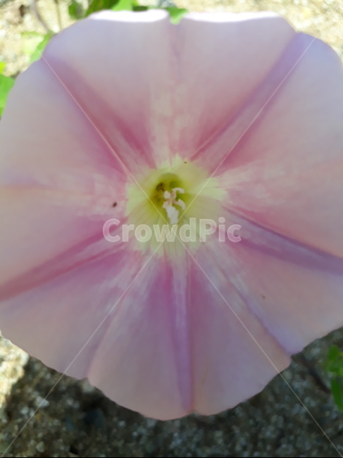 꽃,식물,나팔,메꽃,약초,식물,자연,plants,nature,꽃,flower
