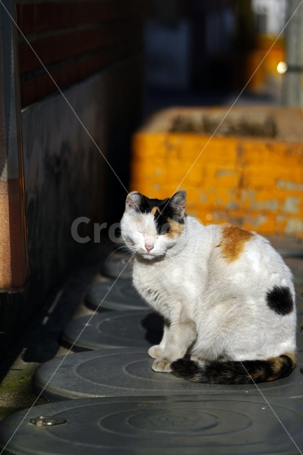고양이,길고양이,들고양이,삼색고양이,삼색털고양이,냐옹,냐옹이,동물,애완동물,반려동물,애완묘,반려묘,cat,pet,animal,암컷,수컷,야옹이,포유류,흰색,스냅,snap,눈부심,미소,동물,animal,고양이,cat,kitten,kitty,포유류,mammal