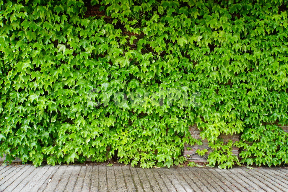 초록,여름,담쟁이,green,포토월,자연,풍경,nature,landscape,식물,plants