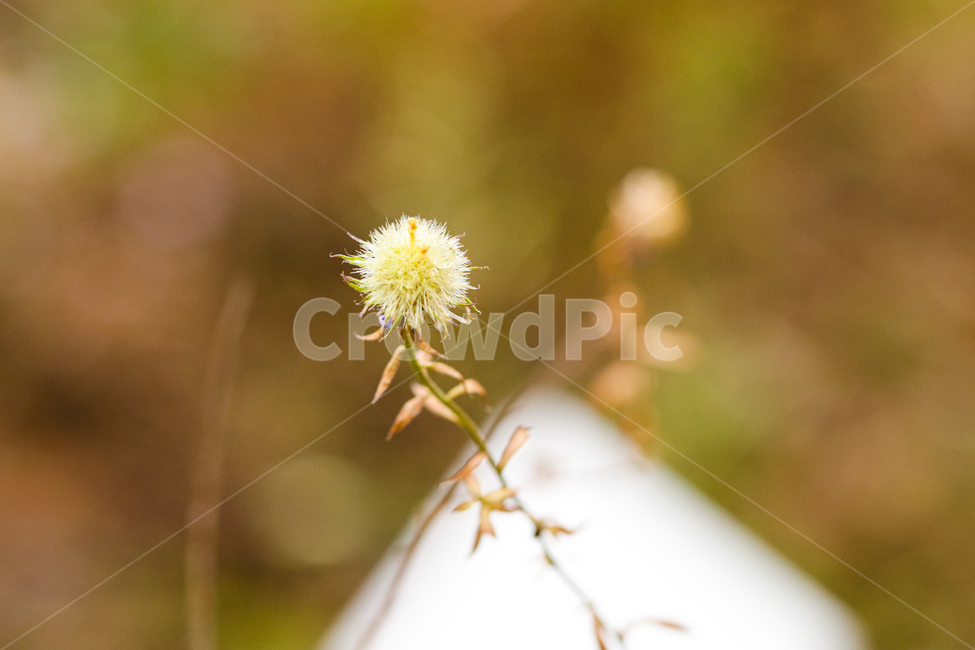 plant,식물,자연,outdoors,nature,식물,자연,plants,nature