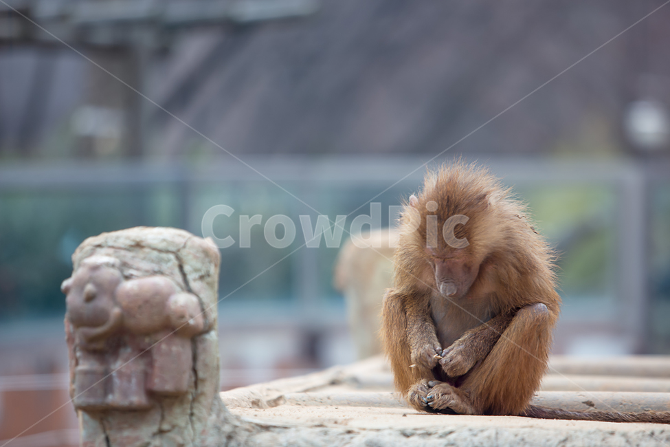 monkey,animal,mammal,wildlife,야생생물,동물,원숭이,동물원,우리,1마리,한마리,포유류,영장류,몽키,유인원