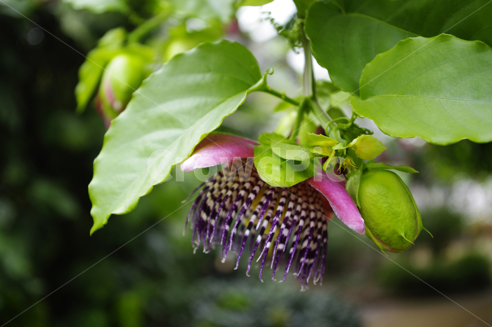 꽃,식물,flower,plant,시계꽃,식물,자연,plants,nature,꽃,flower