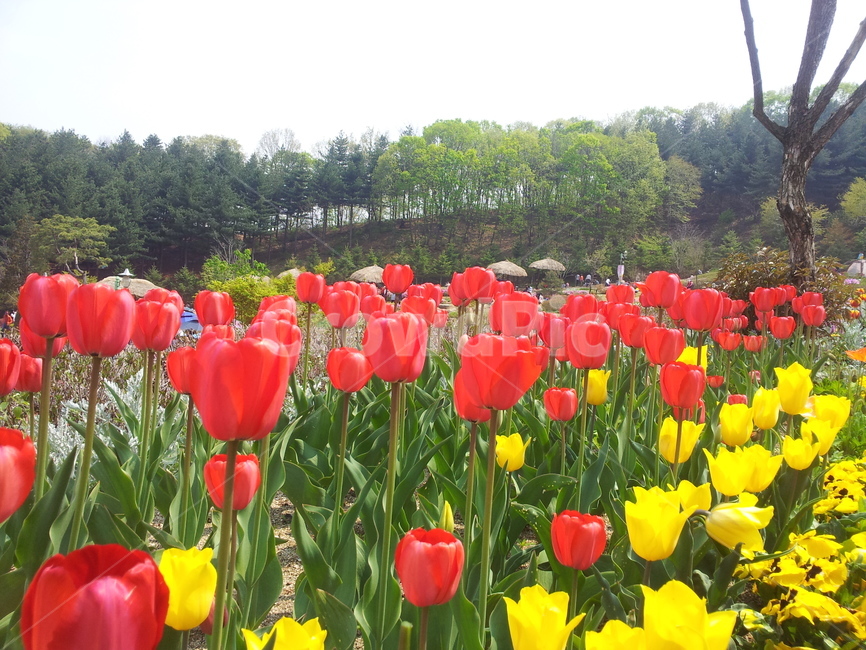 식물원,튤립,꽃,들꽃,야생화,향기,식물,자연,plants,nature,꽃,flower