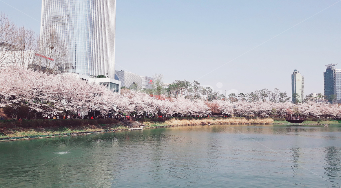 벚꽃,호수,자연,풍경,봄,봄날,도심속,석촌호수,4월벚꽃,봄,계절,spring,season,도시,풍경,city,landscape,plant,식물,flower,꽃,blossom