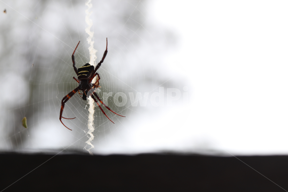 거미,거미줄,독거미,곤충,야생,동물,animal,곤충,벌레,insect,bug