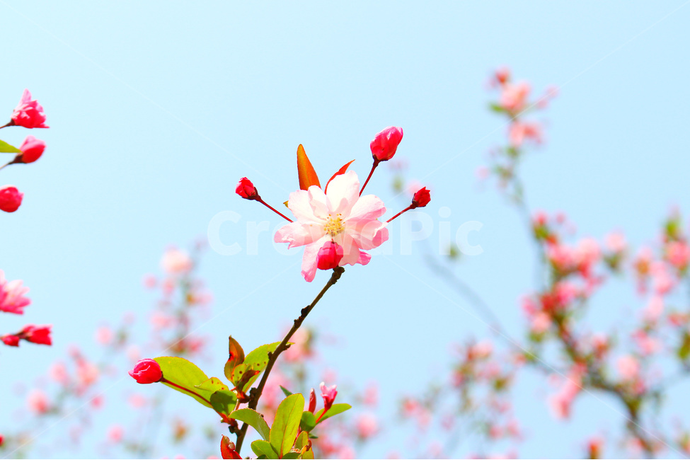 감성사진,봄,꽃,풍경,자연,flower,pink,white,light,빛,색감,하늘,sky,spring,봄,계절,spring,season,식물,자연,plants,nature,꽃,flower,plant