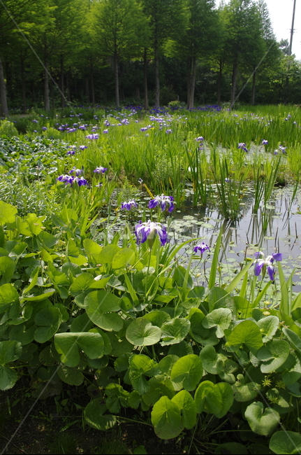 초록,신록,나무,식물,plant,수련,수생식물,연못,식물,자연,plants,nature,꽃,flower