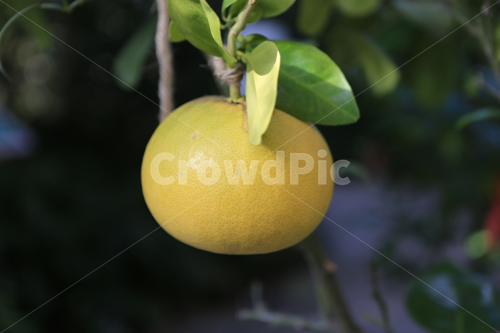 과일,귤,감,까치밥,감나무,계절,열매,식물,자연,plants,nature,과일,열매,fruit