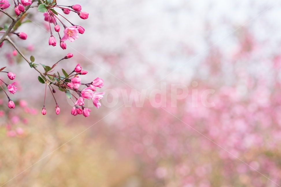 강진,남미륵사,해당화,꽃,봄,핑크,봄날,식물,자연,plants,nature,감성,sensible,feeling,봄,계절,spring,season,꽃,flower,plant