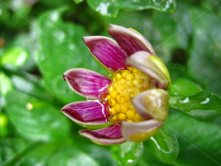 꽃,식물,고요,숲,비온뒤,애틀란타,식물,자연,plants,nature,꽃,flower