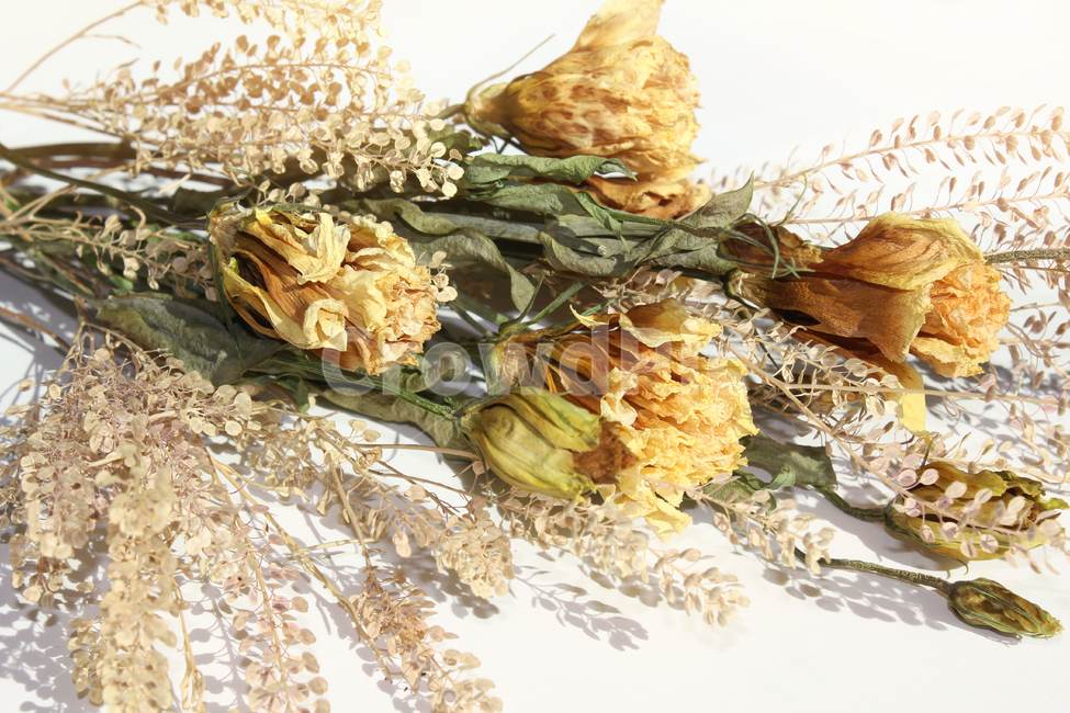 brown,closeup,bunch,dead,death,decoration,dry,flora,floral,flower,green,leaf,natural,nature,plant,white,yellow,갈색,브라운,노란,그린,노란색,녹색,말린꽃,꽃,꽃다발,말린,드라이,드라이플라워,잎,나뭇잎,잎사귀,식물,자연,노랑,꽃,flower