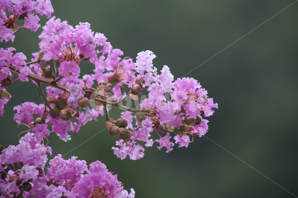 배롱나무,배롱나무꽃,꽃,식물,crapemyrtle,여름,식물,자연,plants,nature,꽃,flower