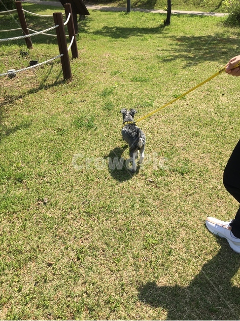 슈나우져,슈나,강아지,산책,개,동물,animal,포유류,mammal,개,강아지,dog,doggy