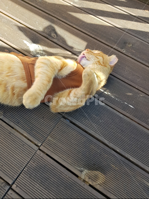 길냥이,고양이,귀컷,고양이중성화,치즈고양이,고양이그루밍,고양이혀,고양이발,동물,animal,포유류,mammal,고양이,cat,kitten,kitty