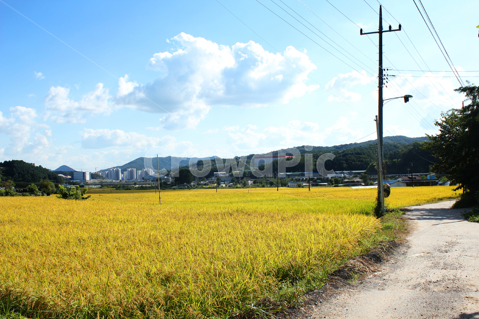 asia,autumn,blue,cloud,clouds,country,countryside,day,fall,farm,farming,field,food,gold,golden,goldenrice,goldenricefield,road,way,soilroad,sandroad,street,하늘,구름,파란하늘,시골,농촌,농사,벼농사,벼,쌀,쌀농사,금색,노란색,노란들판,grain,korea,황금색,황금들판,산,길,도로,시골길,산책로,흙길,전봇대,한국,아시아,가을,이천,경기도,land,landscape,mountain,natural,nature,organic,paddy,plant,rice,sky,sunny,village,yellow,스카이,파랑,블루,파란색,흰구름,뭉게구름,먼산,자연,풍경,논,농작물,들판,황금들녘,가을,계절,fall,autumn,season,자연,풍경,nature,landscape,시골,마을,country,rural,town,grassland,목초지,들,outdoors,옥외