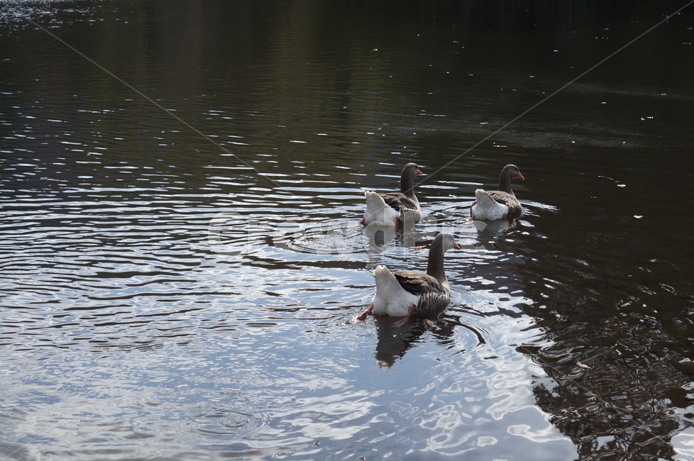 water,물,outdoors,옥외,animal,bird,새,동물,동물,animal,조류,새,birds