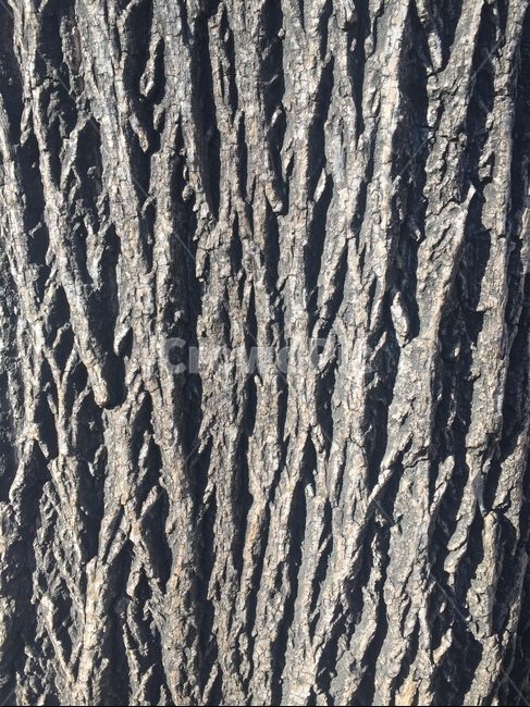 나무,나무껍질,나무표면,woodsurface,woodpattern,나무무늬,bark,텍스처,질감,패턴,texture,pattern