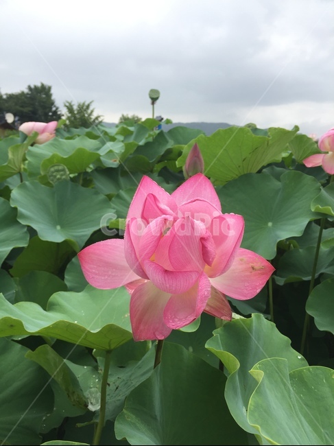 꽃,연꽃,분홍,연잎,bloom,핀꽃,연꽃피우다,식물,자연,plants,nature,꽃,flower