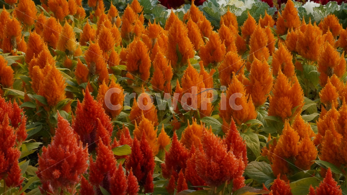 야생화,식물,꽃축제,꽃길,자연,식물,자연,plants,nature,꽃,flower