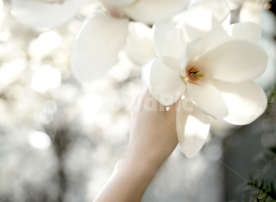 목련,봄꽃,꽃구경,예쁜꽃,봄,식물,자연,plants,nature,꽃,flower,신체일부,몸,body