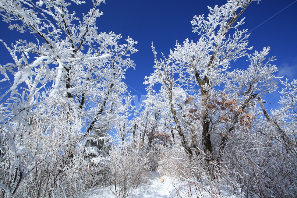 눈,눈꽃,상고대,겨울산,겨울산행,겨울,계절,winter,season,자연,풍경,nature,landscape,식물,plants,나무,trees,wood,outdoors,옥외,snow