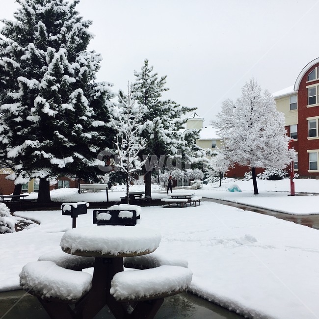 tree,나무,plant,식물,winter,snow,겨울,계절,winter,season