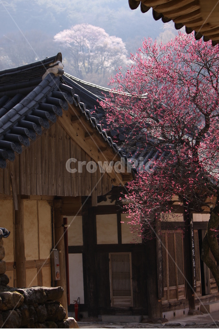 전남,구례,화엄사,흑매,매화꽃,사찰,각황전,4월,꽃,빛,봄,계절,spring,season,한국전통,한국문화,korean traditional,korean culture,종교,신앙,religion,belief,faith,건축물,건물외관,exterior,building,structure,architecture,construction