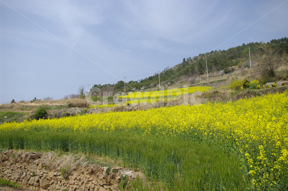 유채꽃,꽃밭,꽃,flower,계절,봄,spring,하늘,구름,풍경,봄,계절,spring,season,자연,풍경,nature,landscape,field,들,grassland,목초지,outdoors,옥외,meadow,farm,농장,rural,농촌