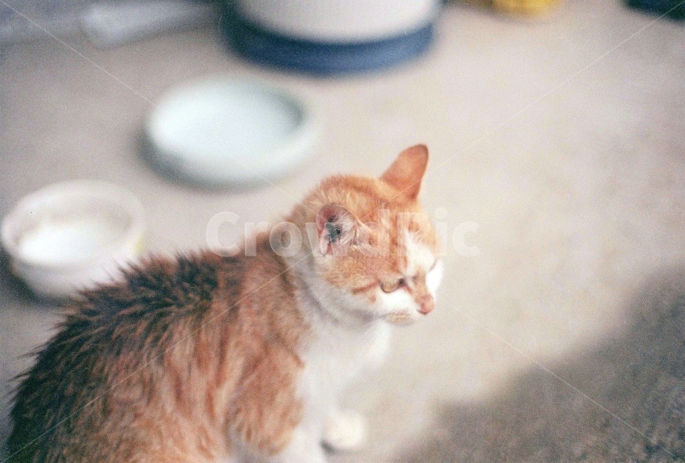 고양이,동물,필름,감성,감성사진,동물,animal,포유류,mammal,고양이,cat,kitten,kitty