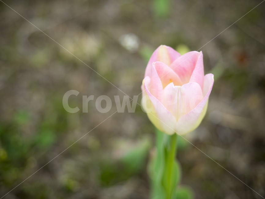 튤립,봄,꽃,생기,분홍,flower,spring,식물,자연,plants,nature,봄,계절,spring,season,꽃,flower,plant