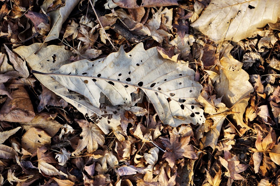 겨울,산,낙옆,자연,잎,마른잎,가을,계절,fall,autumn,season,leaf,plant,식물,fungus,진균류,ground,바닥