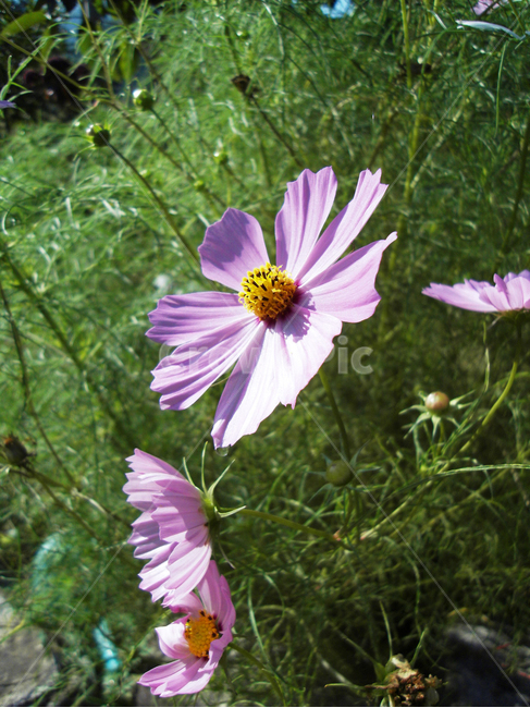 코스모스,꽃,가을,flower,식물,식물,자연,plants,nature,꽃,flower