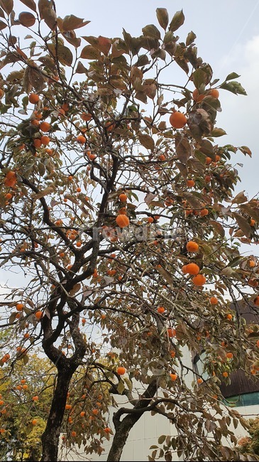감나무,감,과일,식물,가을,가을나무,plant,food,fruit,가을,계절,fall,autumn,season,음식,persimmon