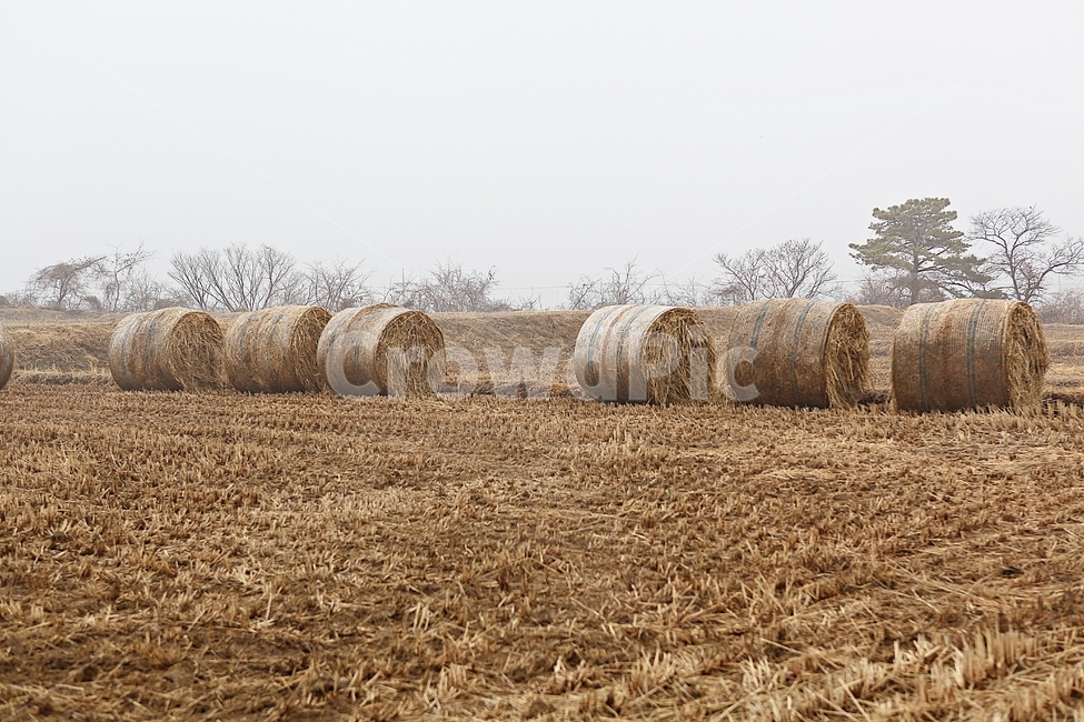 짚,사료,논,볏짚,짚둥치,식물,자연,풍경,겨울,농업,산업,industry,industrial,농업,농사,agriculture,farming,farming industry