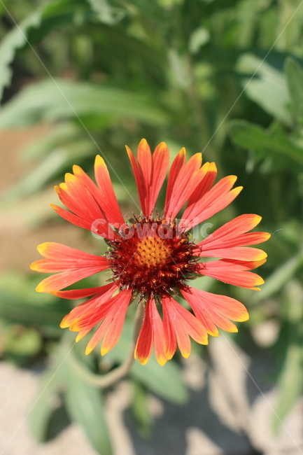 plant,식물,blossom,꽃,daisy,데이지,daisies,flower