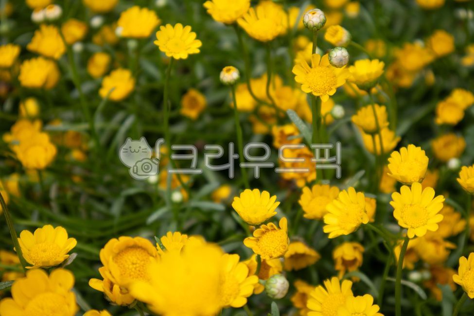 꽃, 노랑, 자연, 봄, 생명, 사진,이미지,일러스트,캘리그라피 - nihae작가