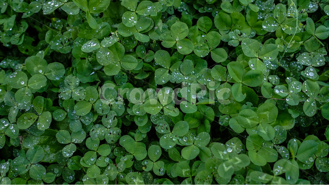 클로버,비,자연,녹색,빗방울,풀잎,clover,rain,green,nature,식물,자연,plants,nature,비,비오는날,rain,rainy