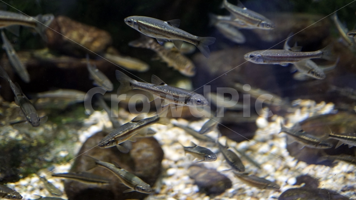 물고기,잉어,열대어,붕어,생선,어류,수족관,낙시,fish,어항,금붕어,수산,해양,바다,생물,동물,물속,바다속,바닷속,animal,수중,생명,자연,nature,물결,동물,animal,어류,물고기,fish