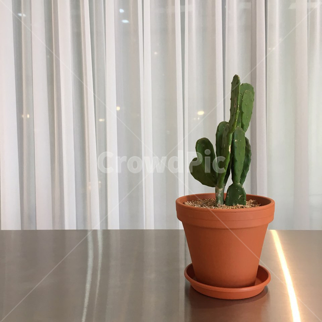 화분,식물,소품,인테리어,선인장,실내용화초,화분,화초,house plant