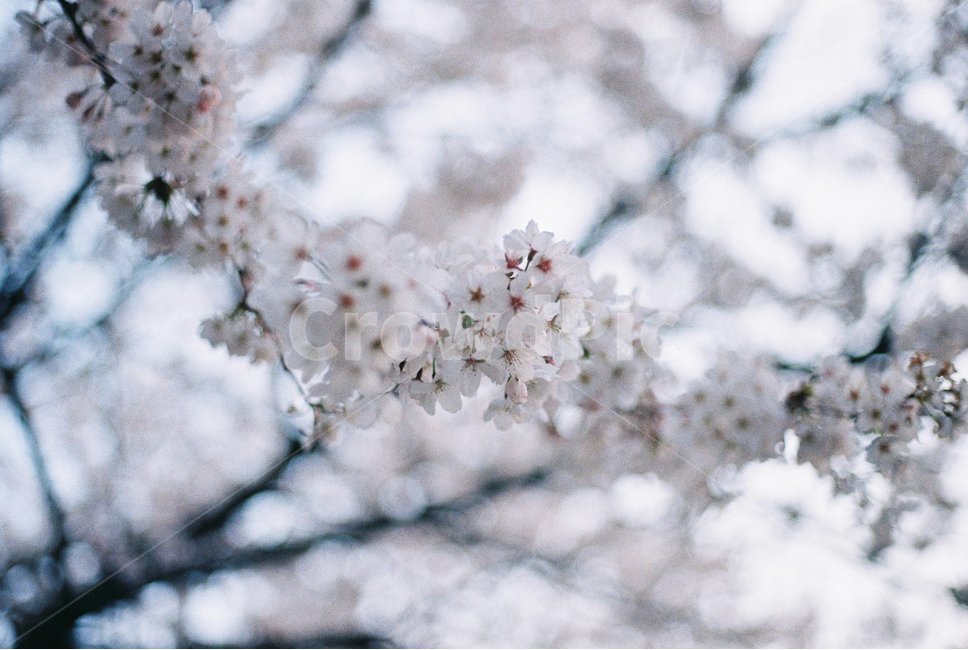 plant,식물,cherryblossom,flower,벚꽃,진해,경화역,kyounghwastation,필름카메라,film,필카,필름,봄,화사,분홍,핑크,봄,계절,spring,season