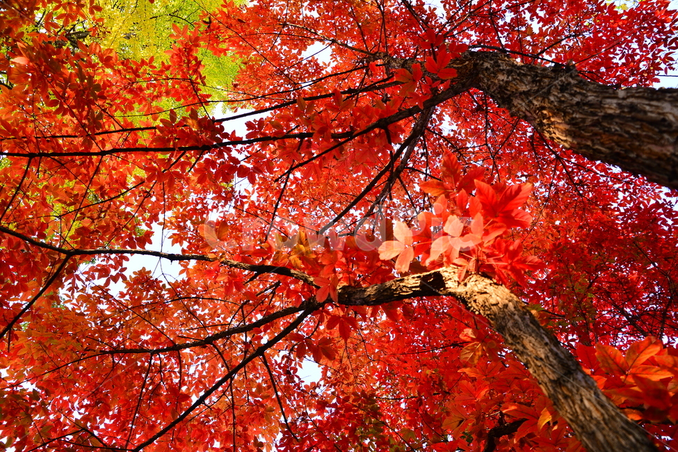 가을,단풍,계절,10월,가을감성,가을분위기,가을느낌,fall,autumn,maple,메이플,단풍나무,가을나무,단풍잎,화려한,background,백그라운드,배경,바탕,가을풍경,leaves,노랑색,주황색,빨강색,레드,red,yellow,tree,colorful,칼라풀,나뭇잎,가을,계절,fall,autumn,season,leaf,잎,plant,식물,나무