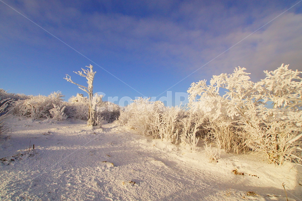 태백산,설경,풍경,상고대,국립공원,겨울,계절,winter,season,자연,풍경,nature,landscape,outdoors,옥외,snow,눈,frost,서리