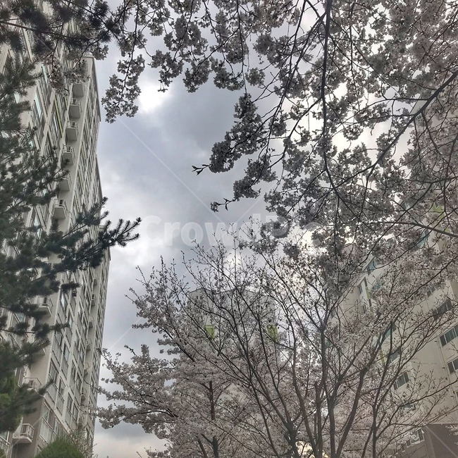 봄,꽃,아파트,겨울,하늘,구름,나무,풀