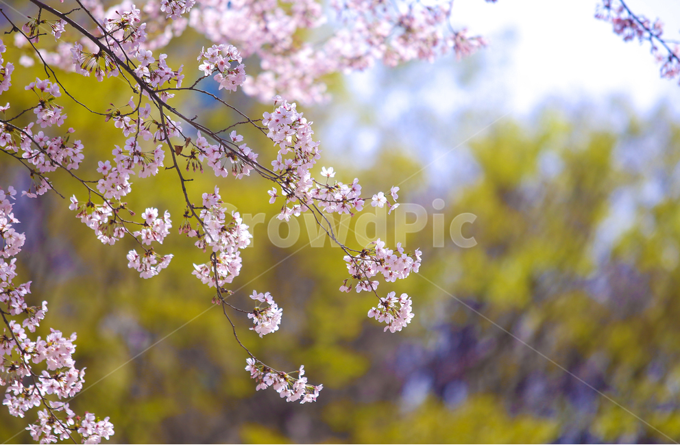벚꽃,봄,srpingcherryblossom,꽃,계절,springseason,식물,자연,plantsnatureflower,봄,계절,spring,season,식물,자연,plants,nature,꽃,flower,plant,blossom