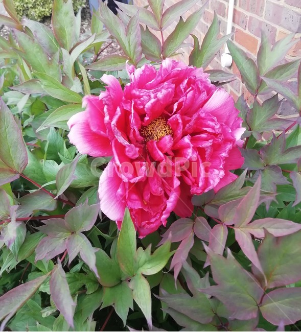 plant,식물,peony,모란,flower,꽃,blossom