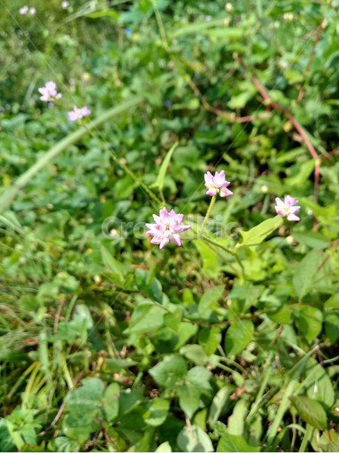 야생화,wildflower,들꽃,들풀,나뭇잎,leaf,식물,자연,plants,nature,꽃,flower