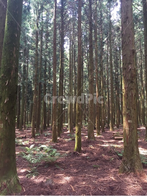 제주도,사려니숲길,나무,여름,산책,숲길,사려니숲