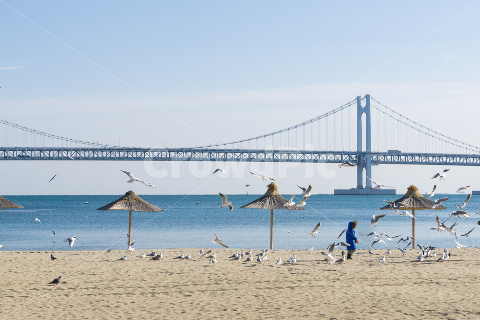 갈매기,새,광안리,조류,무리,아이,해변,바다,beach,sea,동물,animal,조류,새,birds,사람,인물,인간,human,person,어린이,어린아이,child,children,kid